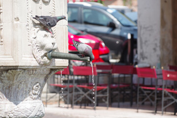 Pigeon se d&eacute;salt&eacute;rant &agrave; une fontaine