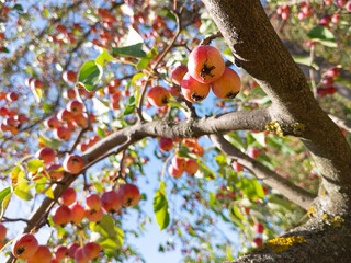 Ripe paradise apples hanging on a tree branch, chinese apple tree in the garden