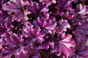 Purple leaves of ornamental plant Heuchera hybrid (Heuchera x hybrida "Forever Purple")  in the family Saxifragaceae. Common names include alumroot and coral bells.