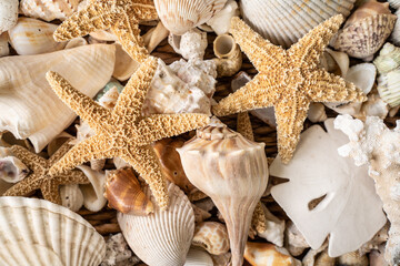 Fototapeta na wymiar Seashell collection from Sanibel Island