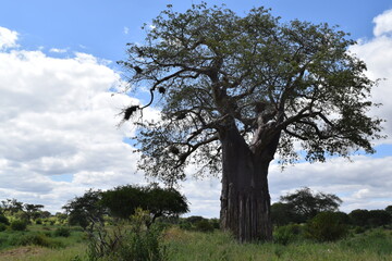 Fototapeta na wymiar Tanzânia Safari