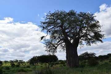 Fototapeta na wymiar Tanzânia Safari