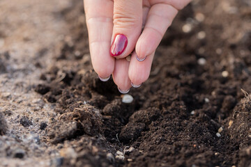 Close up female gardener's hand planting seed plant in fertile soil on outdoor garden in backyard, woman working in garden, plating vegetables herbs organic products. Growing plants, farming