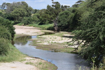 Obraz premium Tanzânia Safari