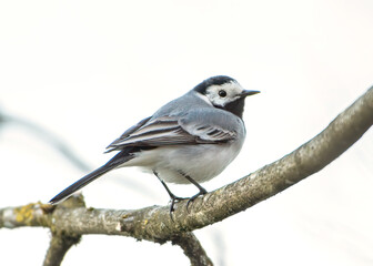 White Wagtail Bird