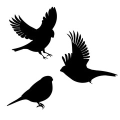 Three silhouettes of a flying and standing bullfinch