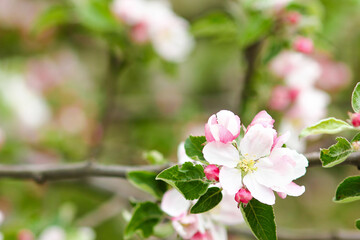 Fototapeta na wymiar apple tree with flowers