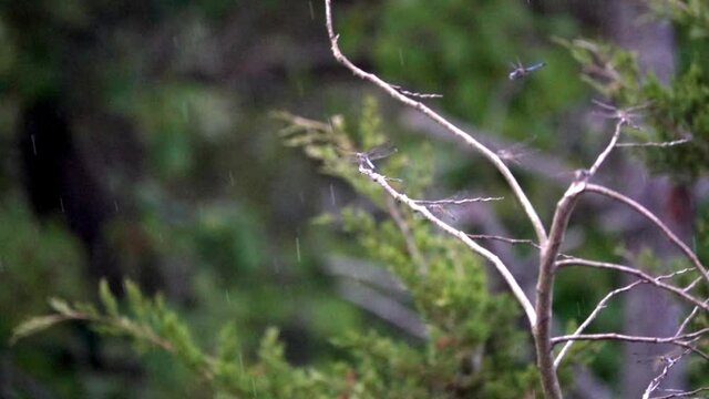 Dragon fly flies toward branch during rain fall in slow motion.