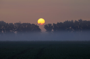 sun and foggy autumn morning