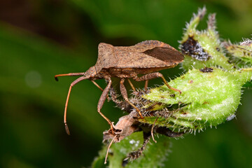Dock bug  / Lederwanze (Coreus marginatus) 