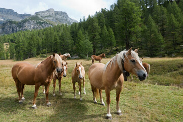 Herd of free ranging horses, some with bells, in alpine landscape