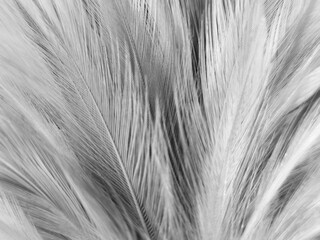 Beautiful abstract gray feathers on white background and soft white feather texture on white pattern and brown background, brown feathers