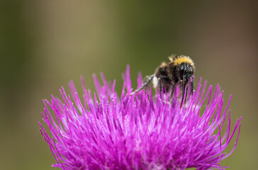 lila Alpdistel mit Hummel