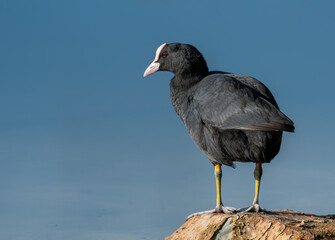 Eurasian Coot