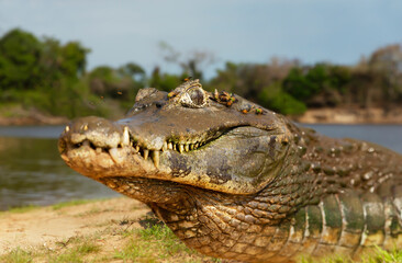 Naklejka premium Close up of a Yacare caiman on a sandy river bank