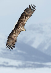 Close up of a White-tailed sea eagle in flight