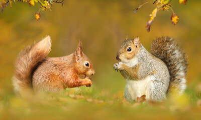 Close up of grey and red squirrels in autumn © giedriius