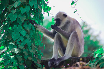 long macaque