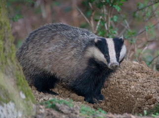 European Badger