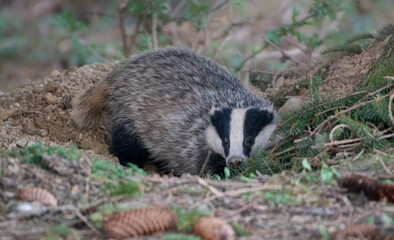Naklejka premium European Badger
