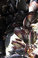 Mejillones frescos en el mar