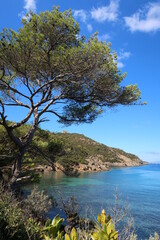 Île de Port-Cros, au large de la ville d’Hyères, pin sur la côte au bord de la mer Méditerranée (France)