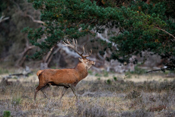 Red deer stag in the rutting season walking on a heath field in the forest of National Park Hoge Veluwe in the Netherlands
