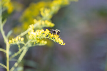 Bumblebee Pollinator on Goldenrod Flowers