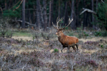 Red deer stag in the rutting season walking on a heath field in the forest of National Park Hoge Veluwe in the Netherlands