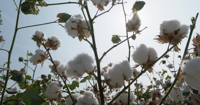 Cotton field of the plantation, high-quality cotton Bush, ready for harvest, against the background of the sun, 4 to video