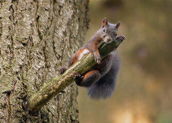 Red Squirrel