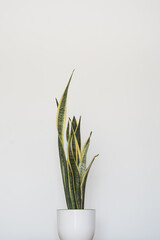 Sansevieria with long leaves in a white pot on white background