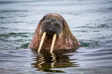 Fotobehang Walrus Vrouwelijke walrus kijkt naar de camera