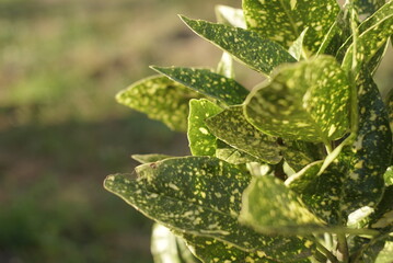 Croton Plants With Colorful Leaves