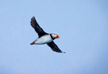Flying puffin in Spitzbergen