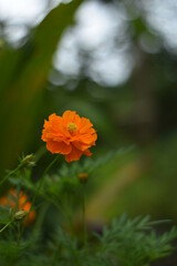 single orange flower