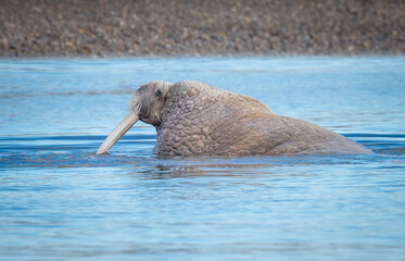 Obraz premium Huge male walrus heads to shore