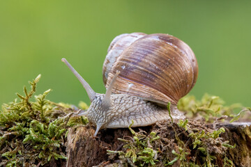 Roman Snail, Burgundy snail, Escargot