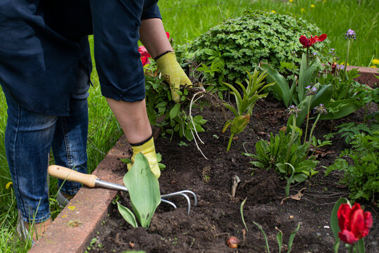 Close up view of gardener removes weeds from garden with hoe rake, loosens bed of seedlings. Planting, growing vegetable and herbs. Take care of garden. Agriculture, farming, gardening concept