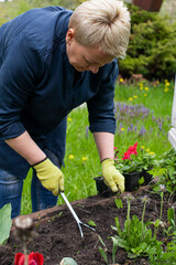 Close up view of female gardener removes weeds from garden with hoe rake, loosens bed of seedlings. Planting, growing vegetable and herbs. Take care of garden. Agriculture, farming, gardening concept