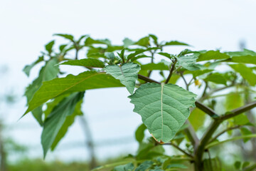 Cape Gooseberry (Physalis peruviana) plant on nature background, Aceh, Indonesia.