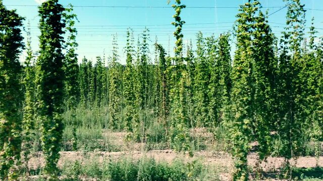 Lush vines of hop plants flowering on organic farm, beer production business