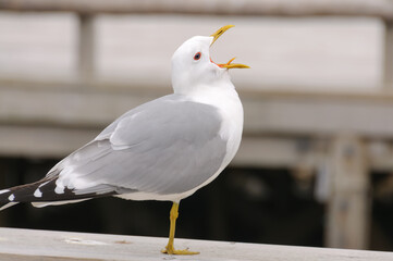 A large seagull screams, opening its beak. Blurred background. Selective focus