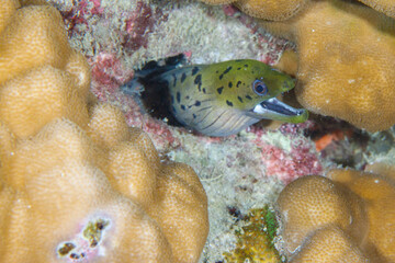 Moray Eel with its mouth open sticking out of a coral hole.