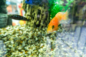 Cichlid bright yellow lemon color in the aquarium. Aquarium fish looks directly at the camera