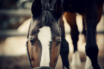Sporty young horse brown color in a halter in the levada.