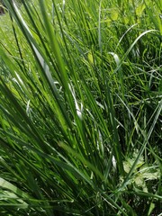 green grass background