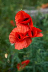 Papaver rhoeas