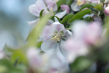 Obraz premium Apple Tree Blossoms with white and pink flowers.Spring flowering garden fruit tree. Beautiful Spring Nature background.