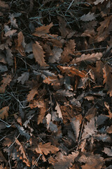 autumn leaves on the ground